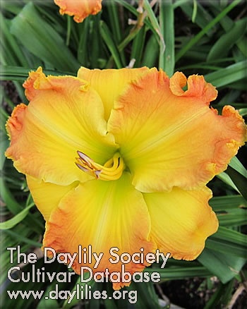 Daylily Different Direction